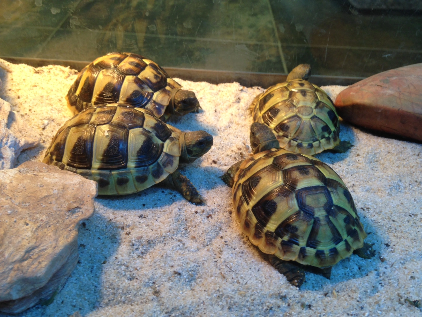 Græsk landskildpadde (Testudo Hermanni)